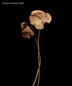 Image description is not available for 2015.035